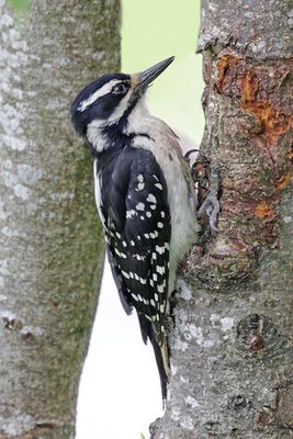 Hairy Woodpecker
