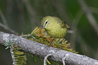 New Nature Photos