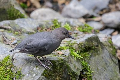 American Dipper
