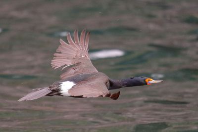 Red-faced Cormorant