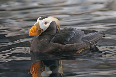 Tufted Puffin