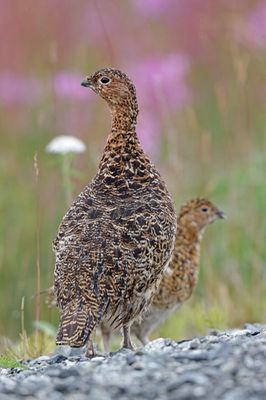 Willow Ptarmigan