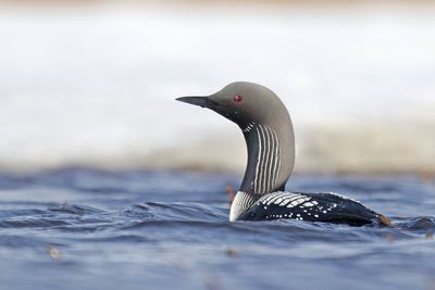 Pacific Loon