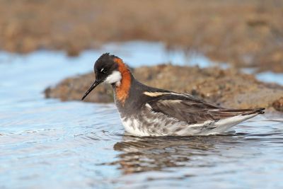 Red-necked Phalarope