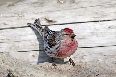 Common Redpoll