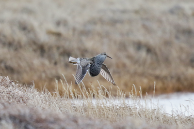 Pectoral Sandpiper