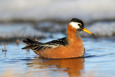 Red Phalarope