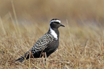 American Golden-Plover