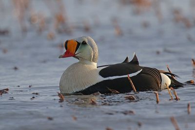 King Eider