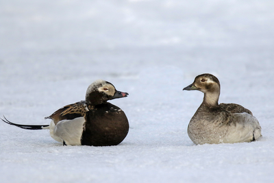 Long-tailed Duck