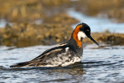Red-necked Phalarope