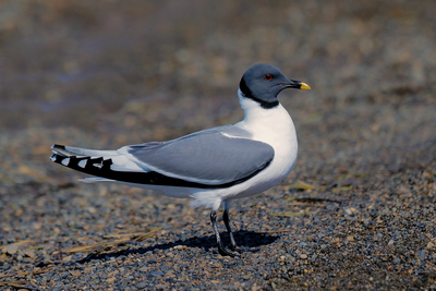 Sabine's Gull