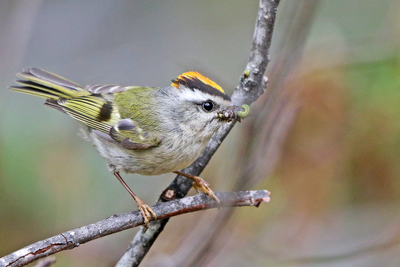 Golden-crowned Kinglet