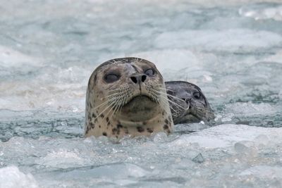 Seals