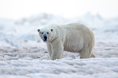 Polar Bear