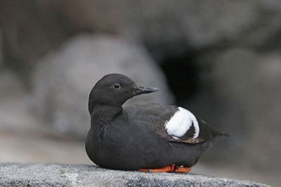 Pigeon Guillemot