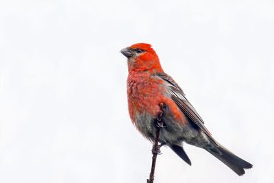 Pine Grosbeak
