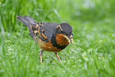 Varied Thrush