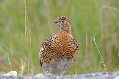 Willow Ptarmigan