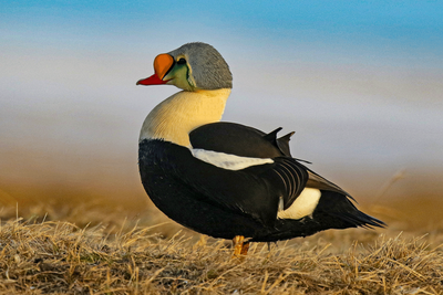 Alaska Wildlife