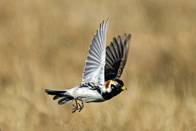Lapland Longspur