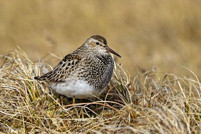 Pectoral Sandpiper