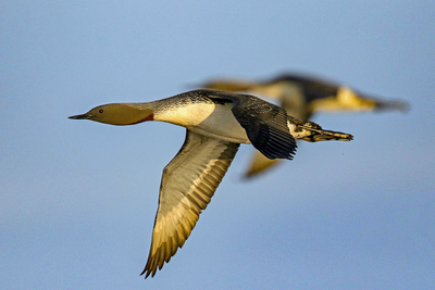 New Nature Photos