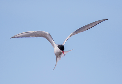 Arctic Tern