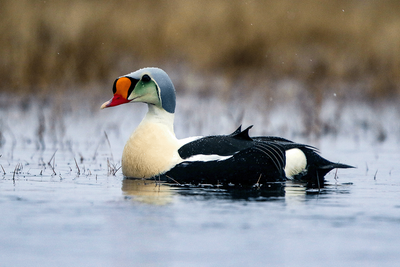 King Eider