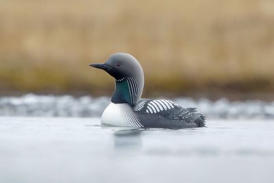 Pacific Loon