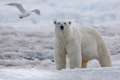Bear