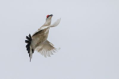 Rock Ptarmigan