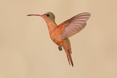 Cinnamon Hummingbird