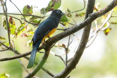 Black-headed Trogon