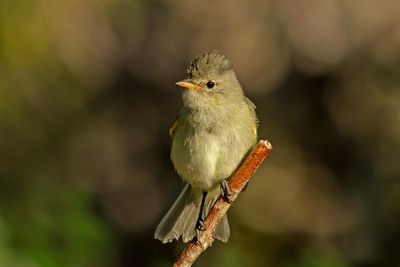 Northern Beardless-Tyrannulet