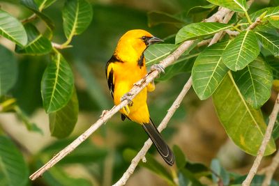 Altamira Oriole