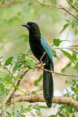 Yucatan Jay