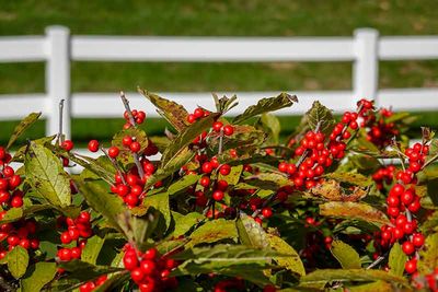 Winterberries by the Fence