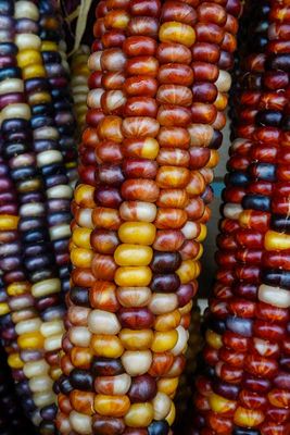 Autumn Corn Cobs