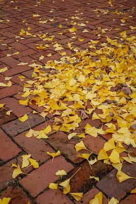 Fallen Leaves on the Brick Sidewalks of West Chester #2 of 2