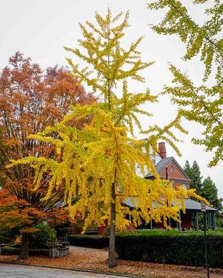 A Golden Autumn Tree