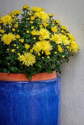 A Potted Golden Mum