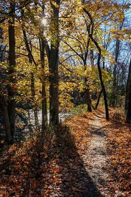 A Golden Trail