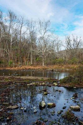 Canadian Geese on the Brandywine