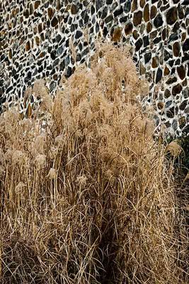 January Grasses and Stone