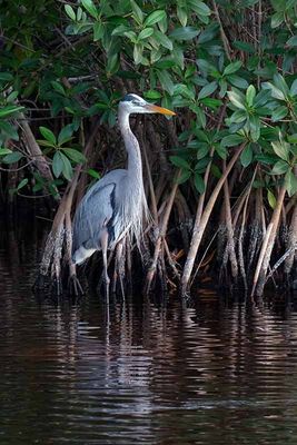 Birds of The Everglades #3 of 3