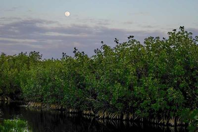 Full Moon Over The Everglades #1 of 2