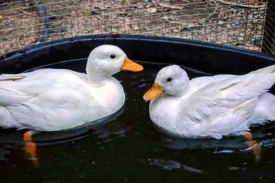 Two New Ducks