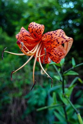 The Last of the Tiger Lillies