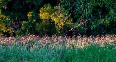 Sun Setting on the Cattails